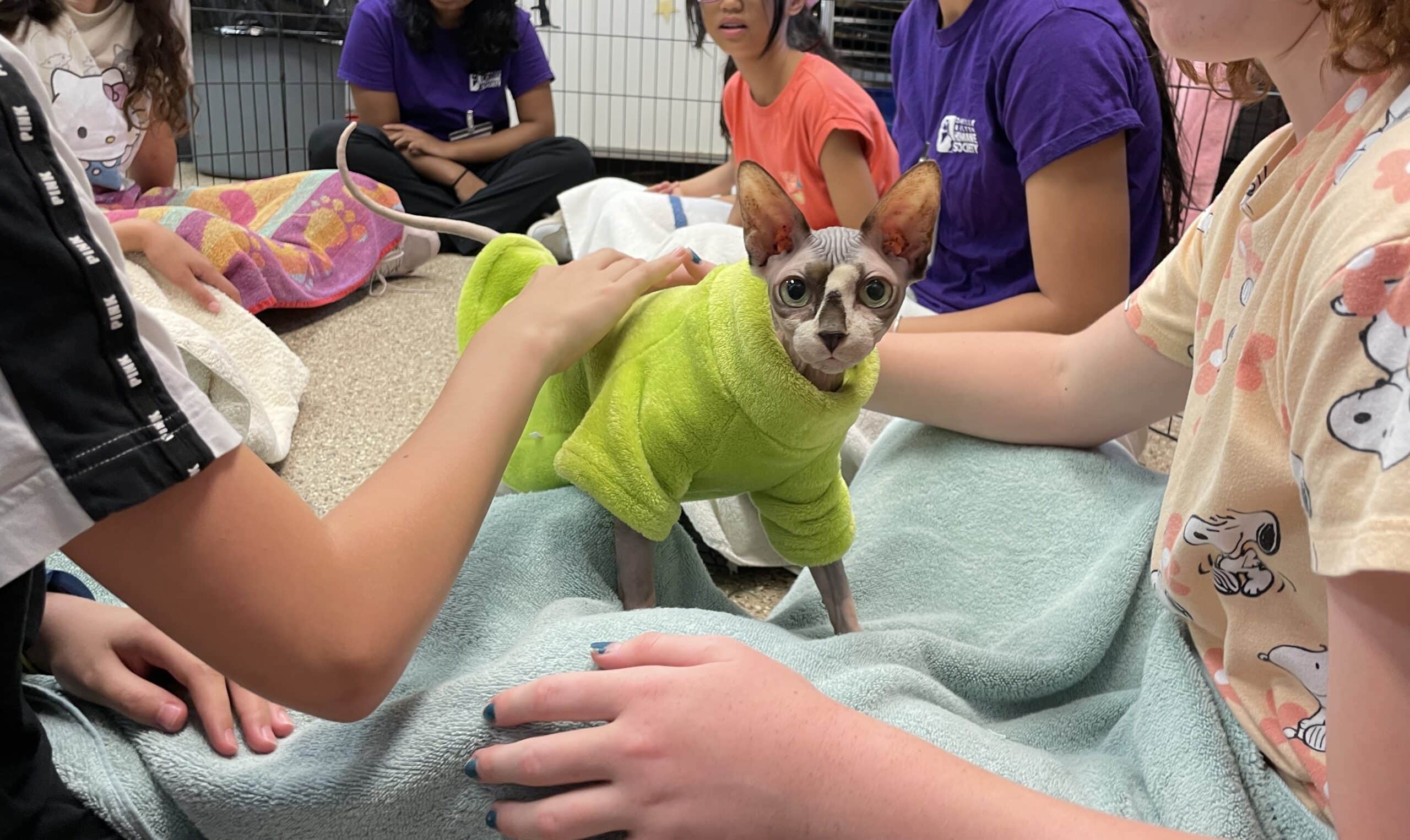 children petting sphynx cat green sweater