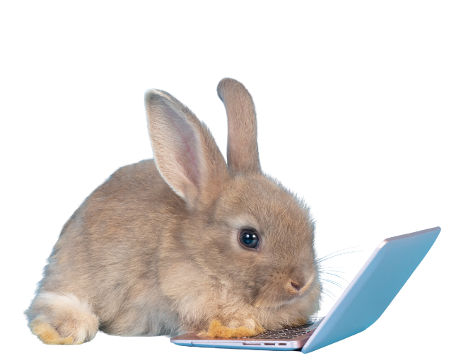 cute bunny using laptop