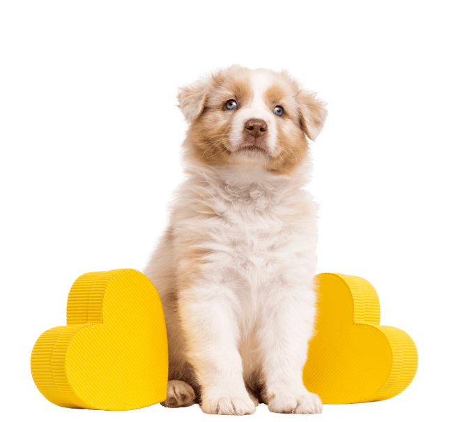 cute puppy yellow hearts