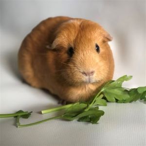 daisy - Adoptions Now Online!