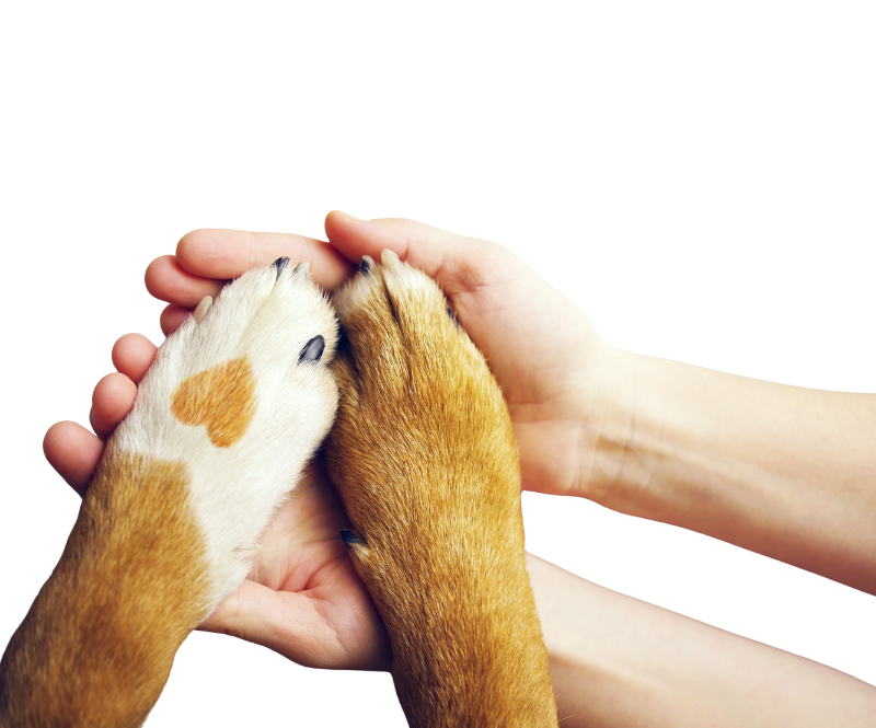 dog paws with heart mark held in hands