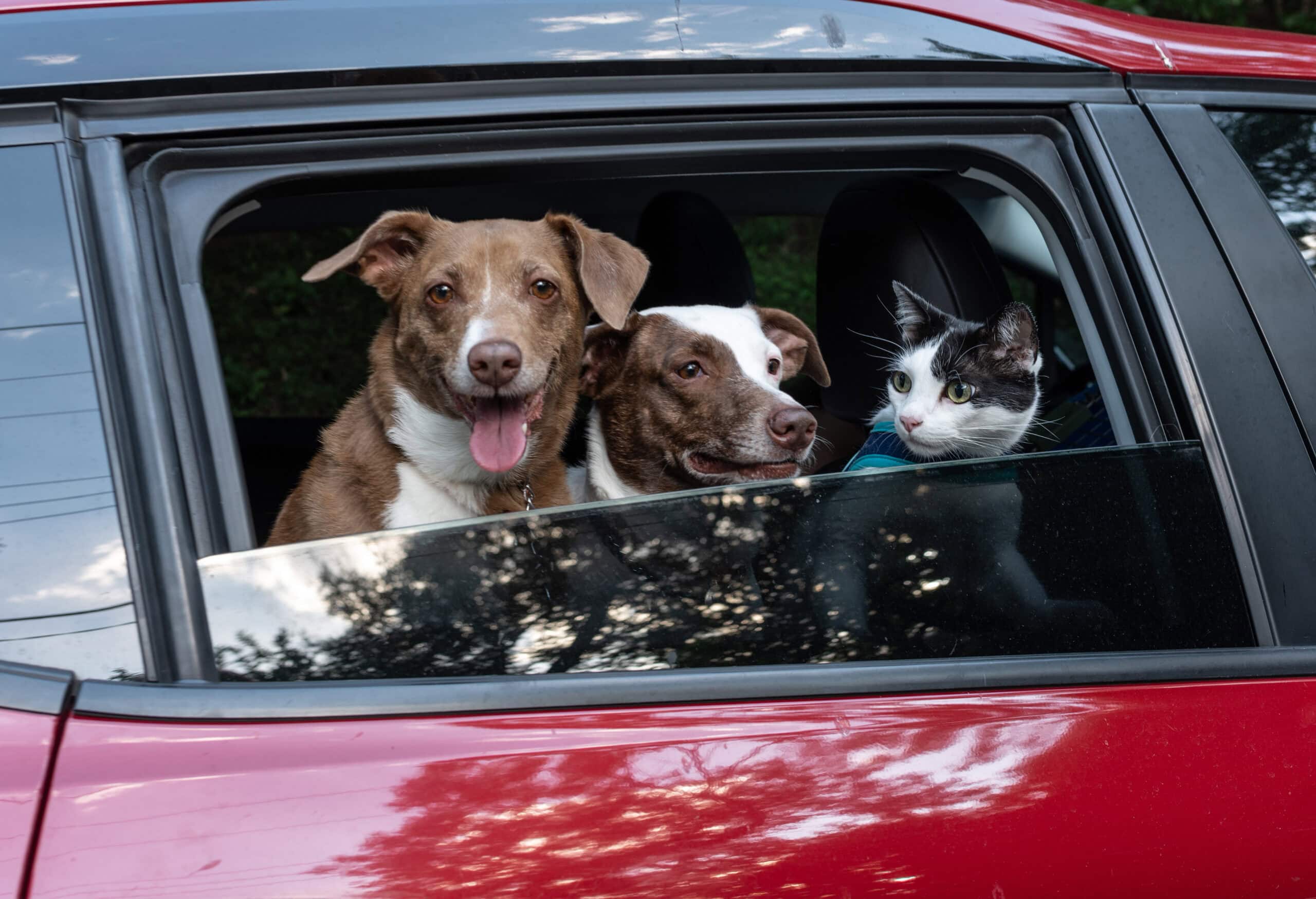 Two large mixed breed dogs and a cat looking at the window of a red car
