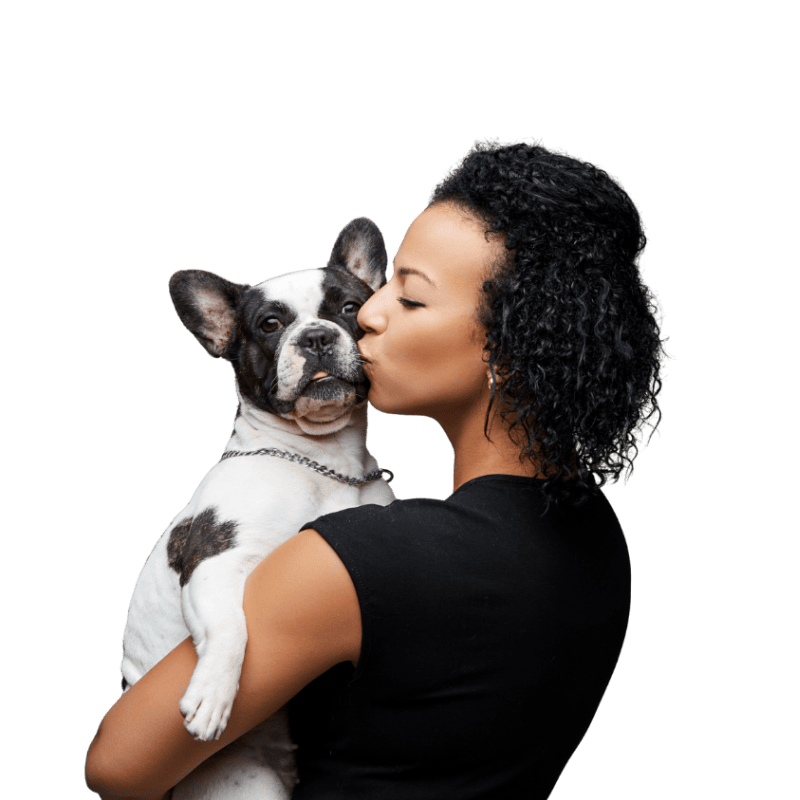 emergency pet boarding support french bulldog