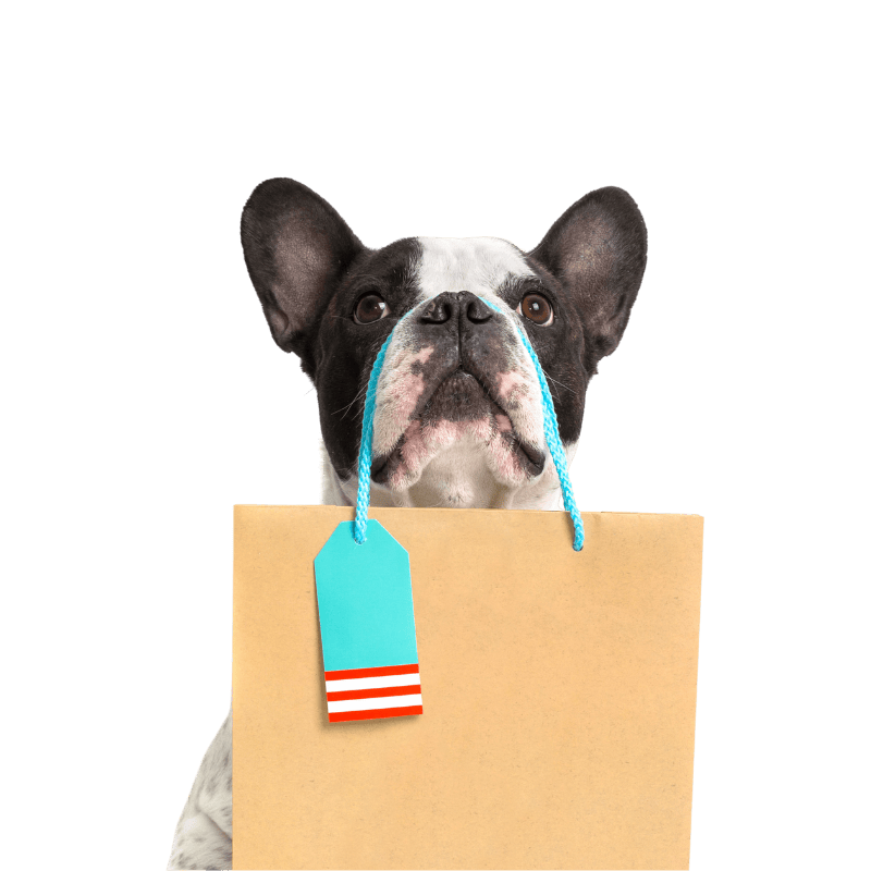 french bulldog holding shopping bag