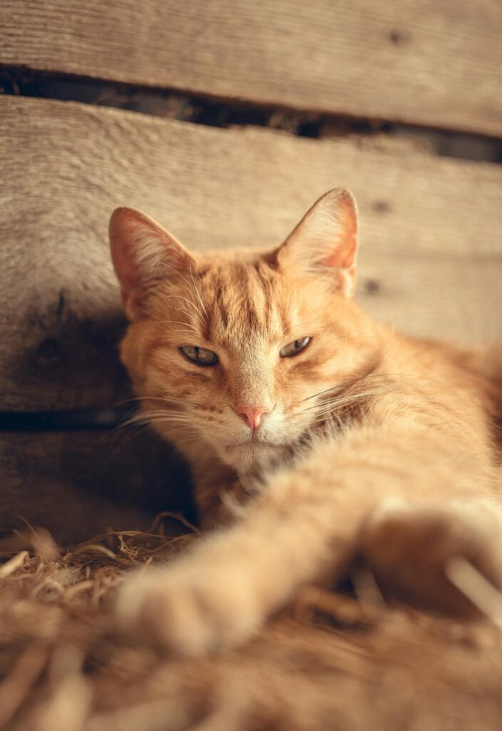 ginger cat lying on straw