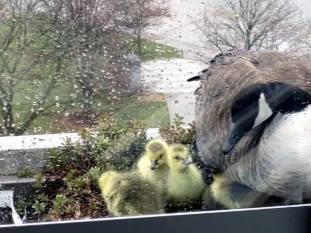 APS Officer Rescues Goslings from 7th Story Balcony - APS Officer Rescues Goslings from 7th Story Balcony
