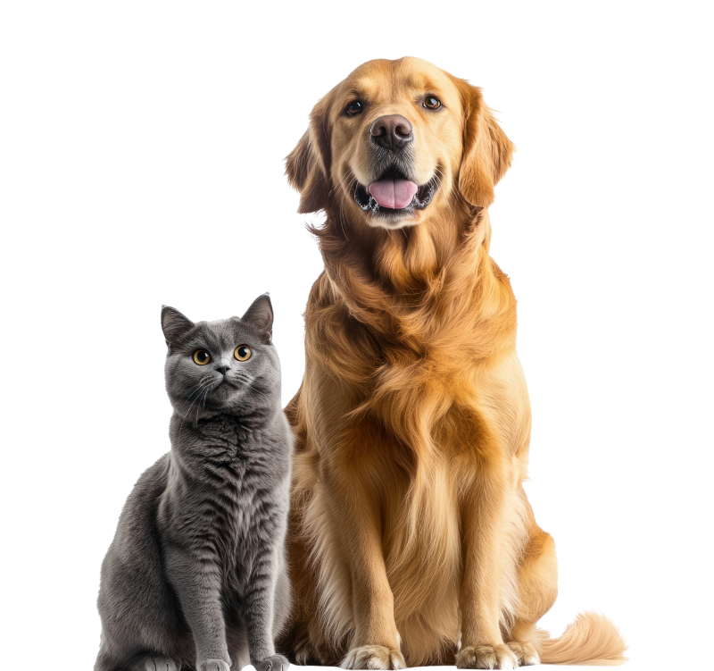 grey cat golden retriever sitting