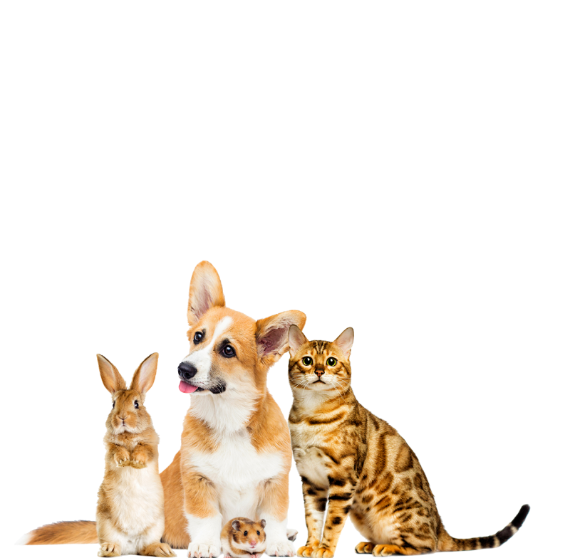 group of pets rabbit dog hamster cat
