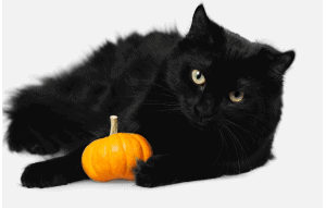 Keeping Pets Safe on Halloween - Keeping Pets Safe on Halloween