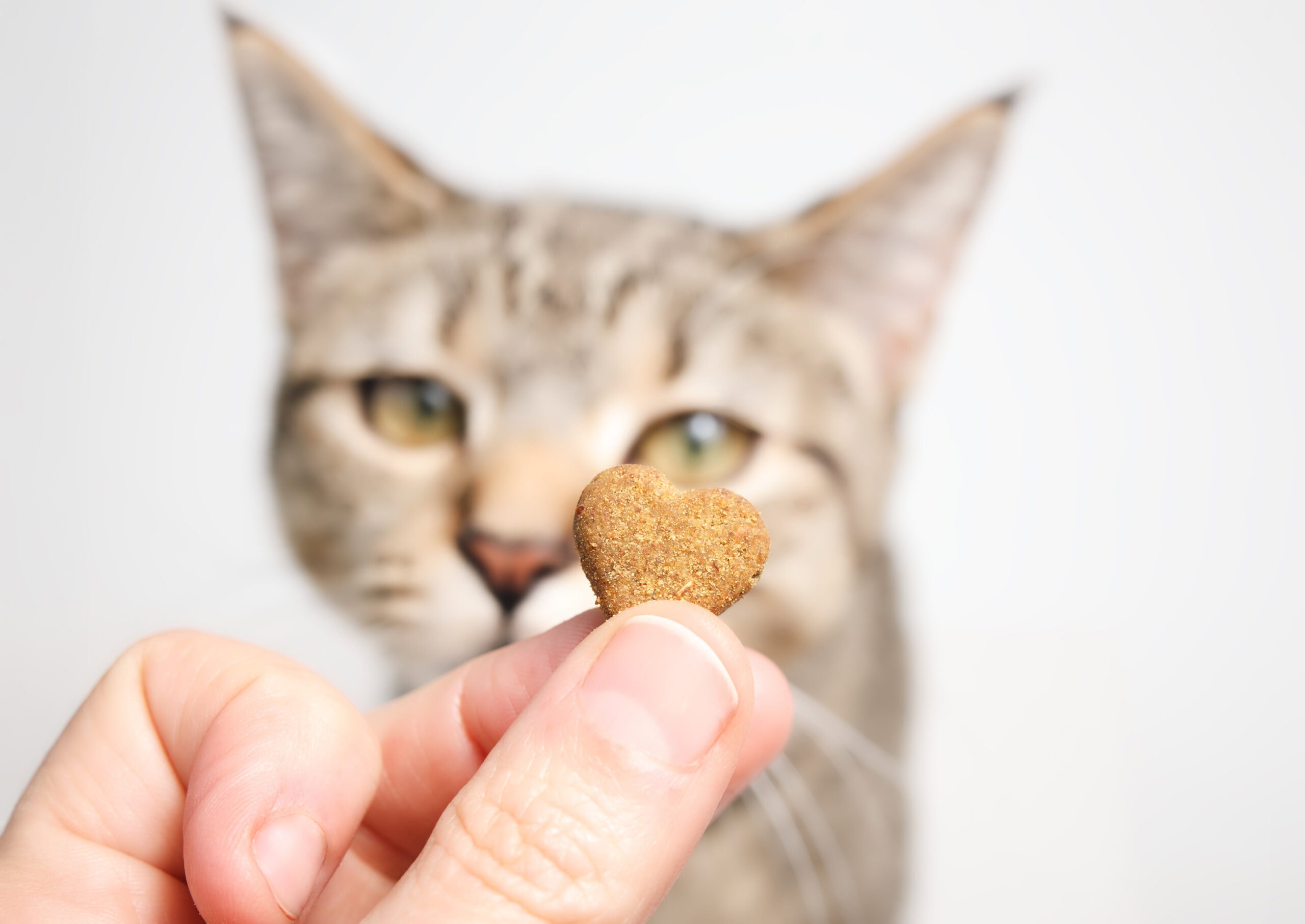 Hand holding heart-shaped treat in front of defocused cat.