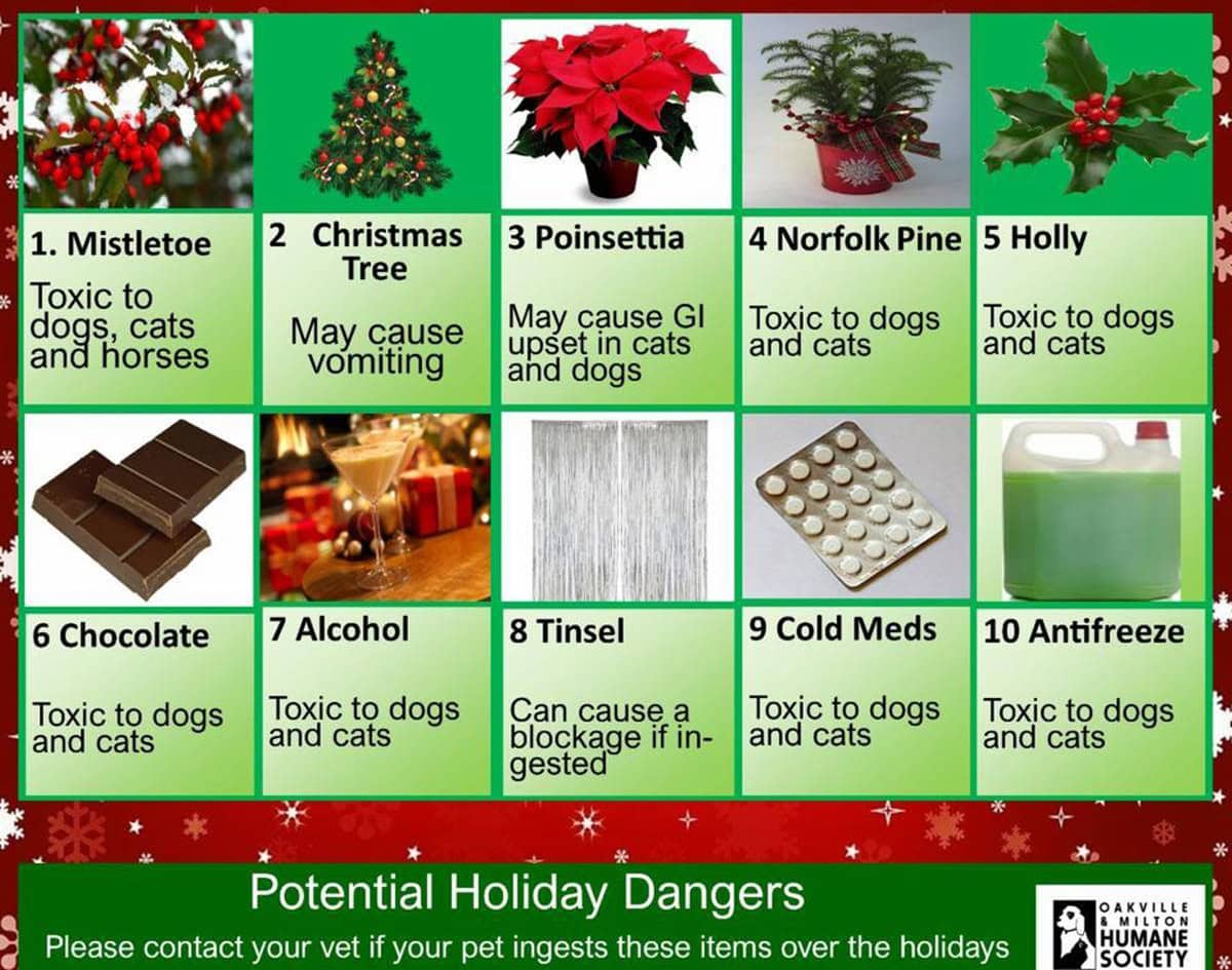 Holiday Safety Chart Holiday Safety Chart