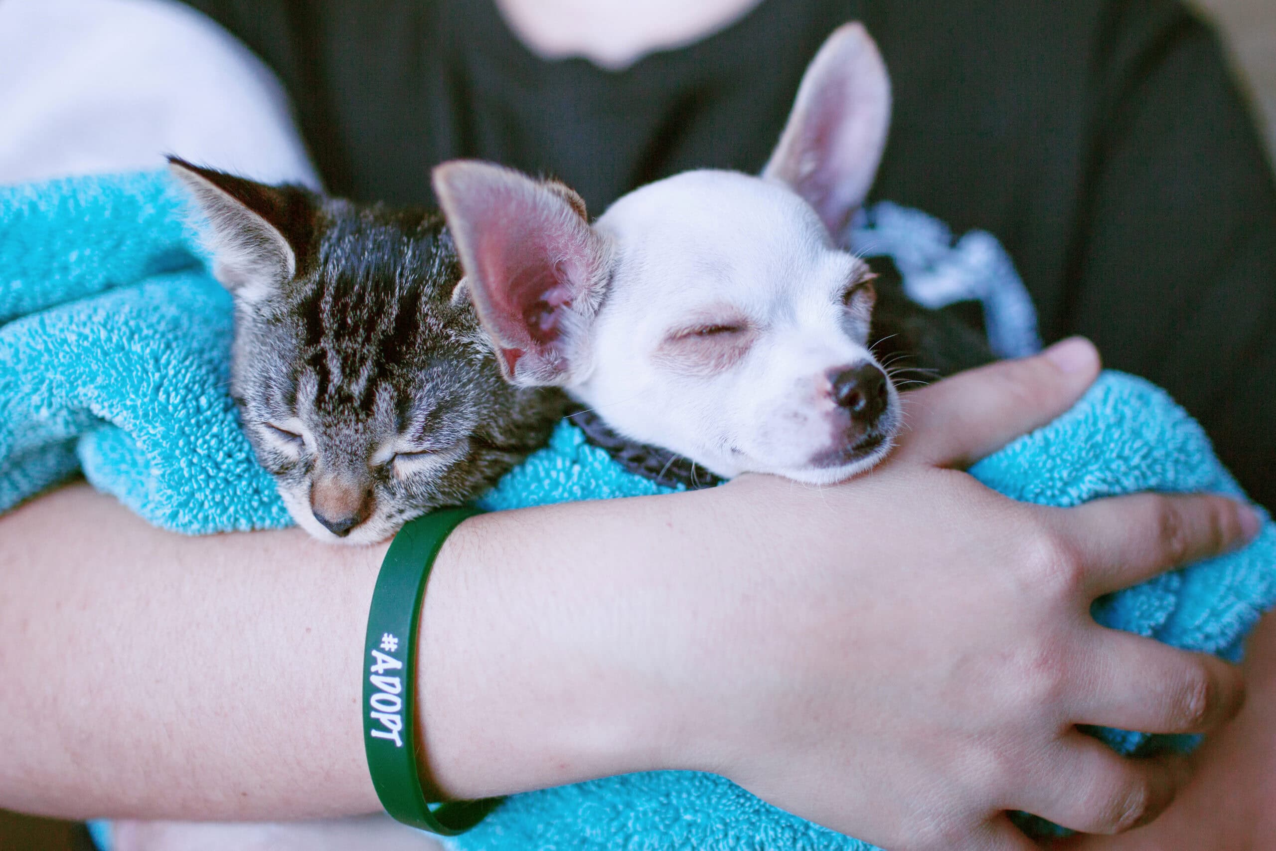 how to adopt cat shelter kennel