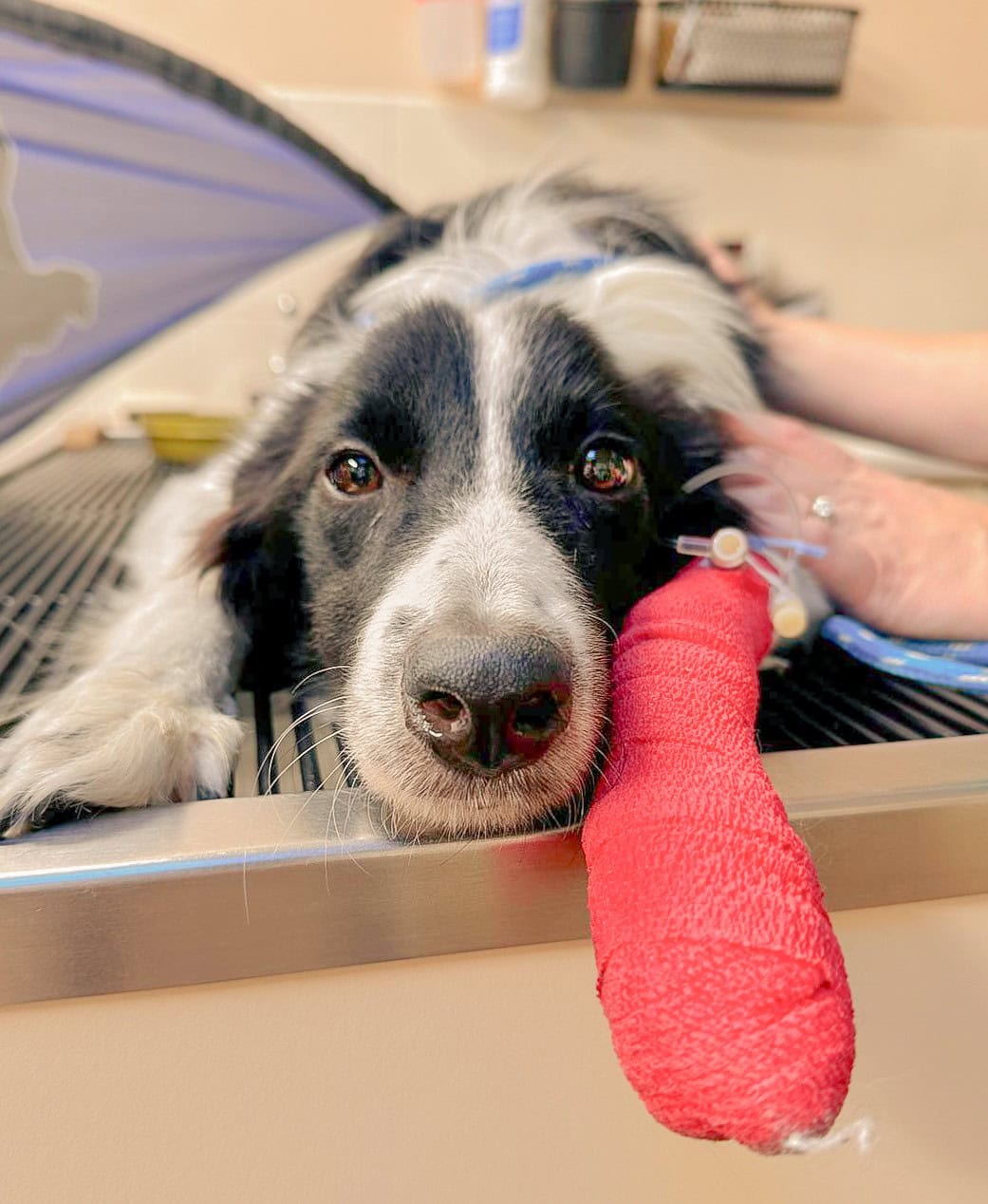 injured border collie with leg bandage at vet
