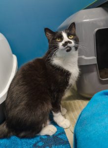 June is Adopt-a-Cat Month – Find Your New Feline Friend! - June is Adopt-a-Cat Month – Find Your New Feline Friend!