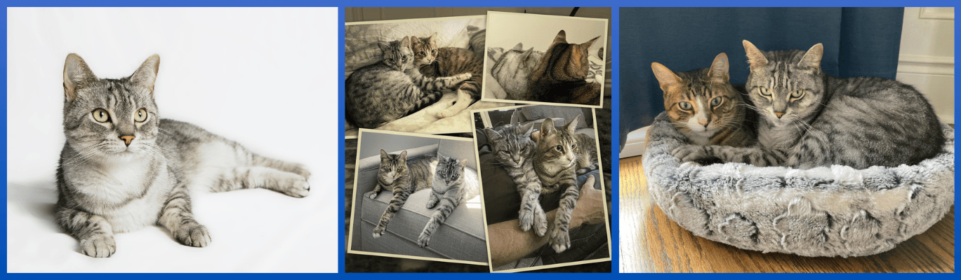 legacy banner - Lisa Studnicki Hunt: A Legacy of Love and Compassion for Animals