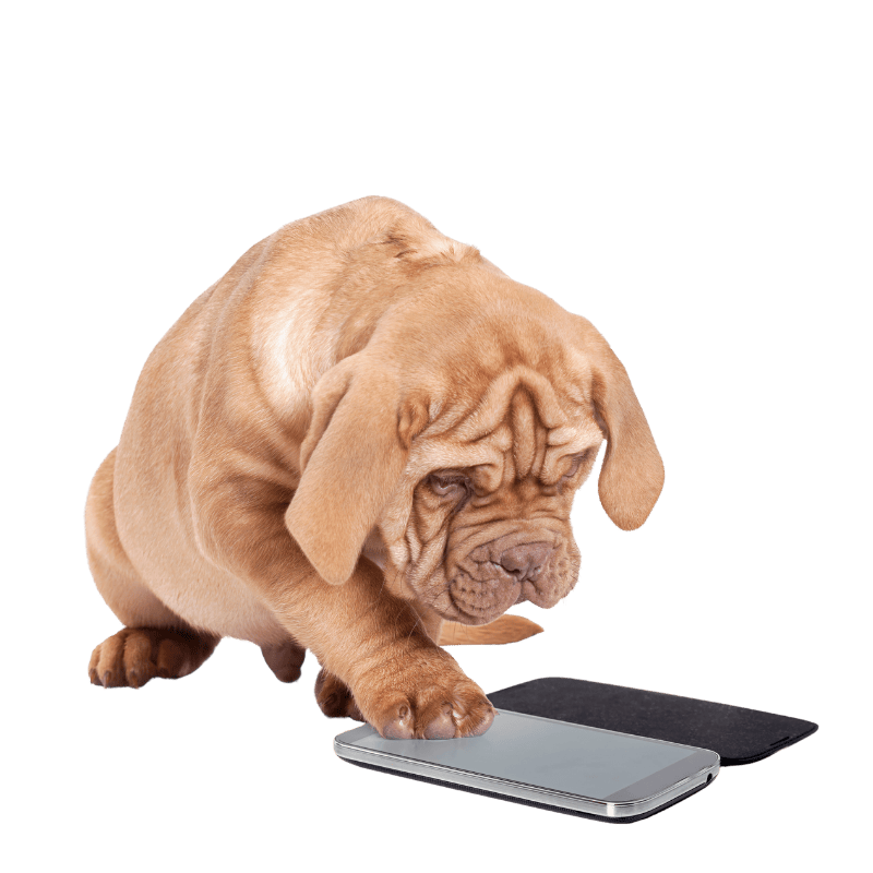 mastiff puppy touching smartphone