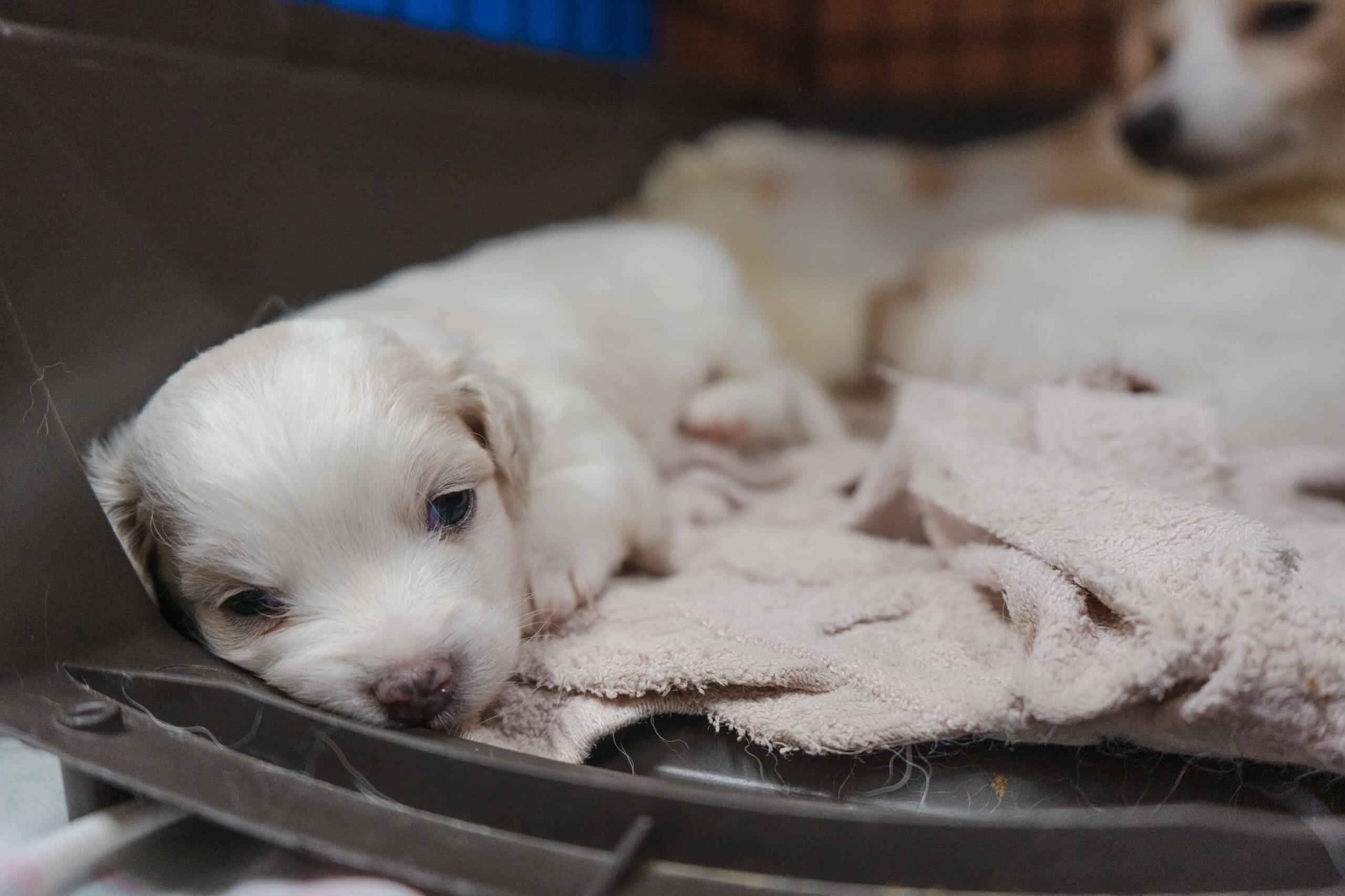 newborn puppy resting in crate at animal shelter