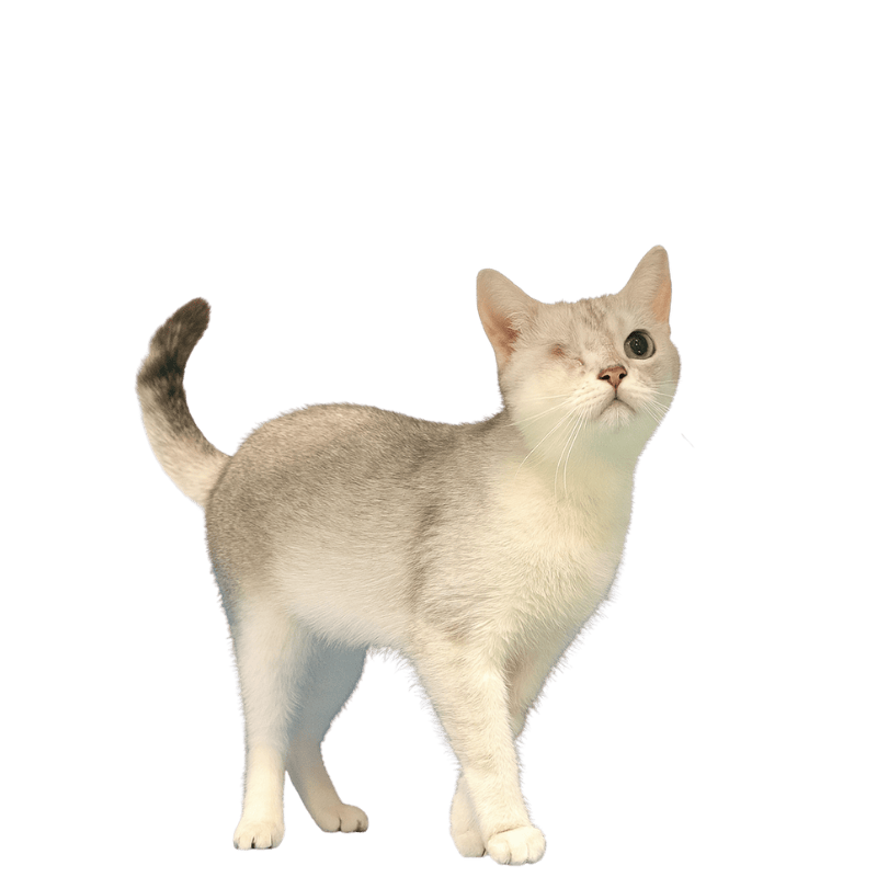 one eyed silver cat standing blue surface