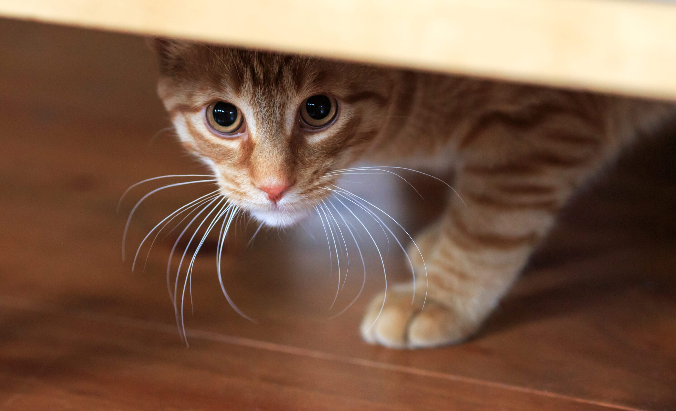 Orange tabby cat cautious looks out from under hiding place