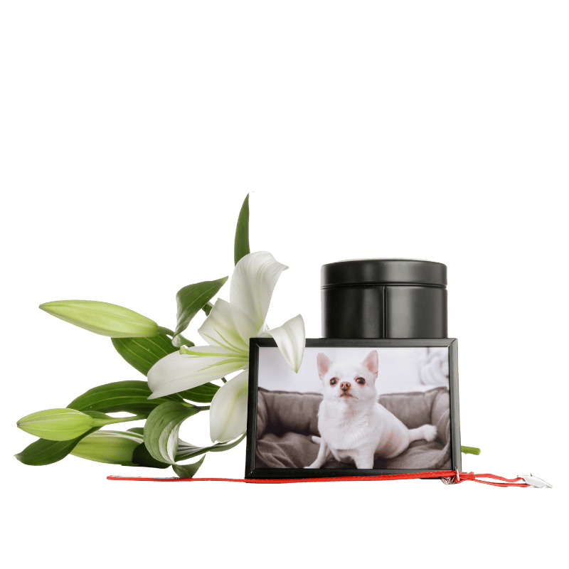 pet cremation urn tribute table