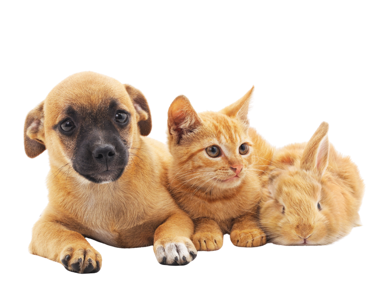 puppy kitten rabbit trio portrait