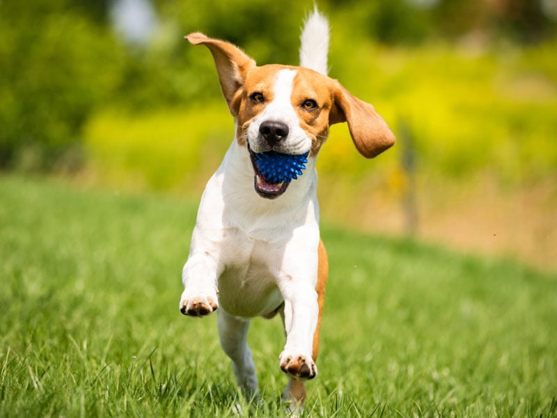 Puppy running outdoors Puppy running outdoors