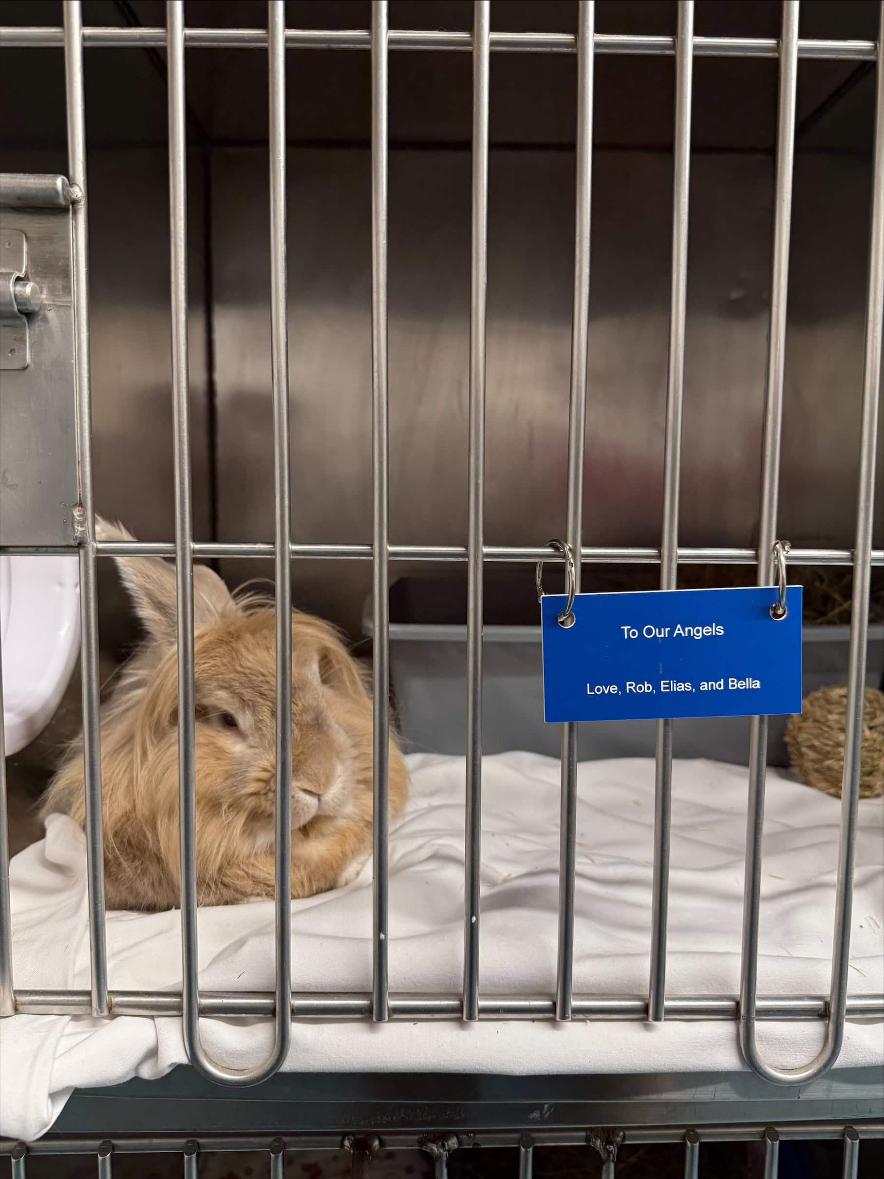 rabbit in kennel