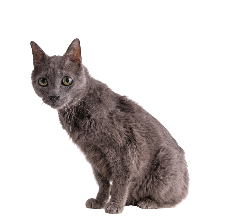 report cruelty gray cat awareness