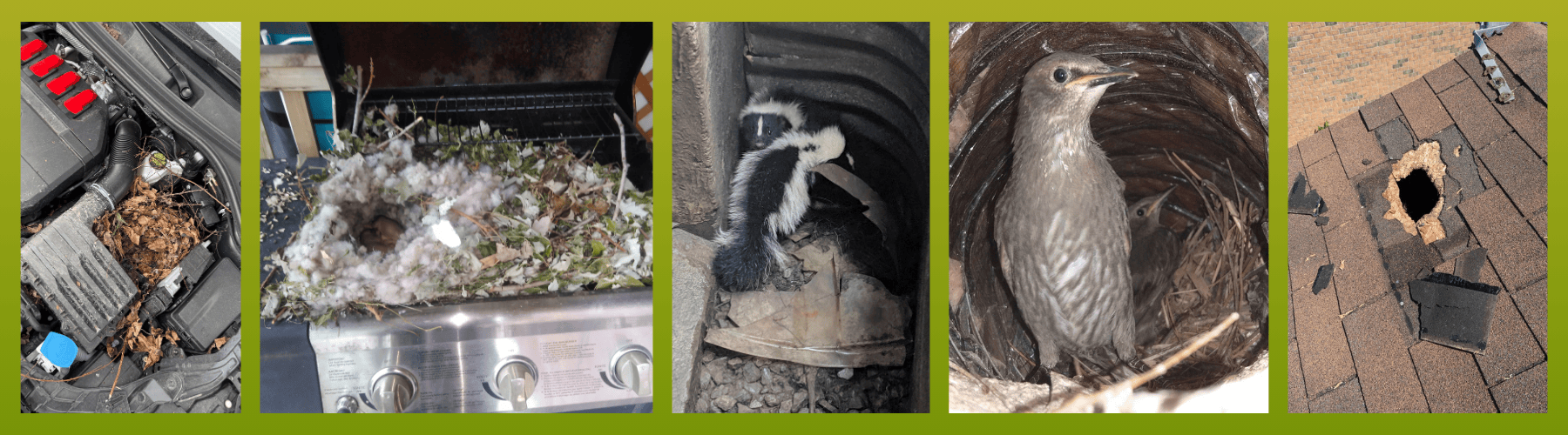 skedaddle 2 - Spring Wildlife Prevention Checklist