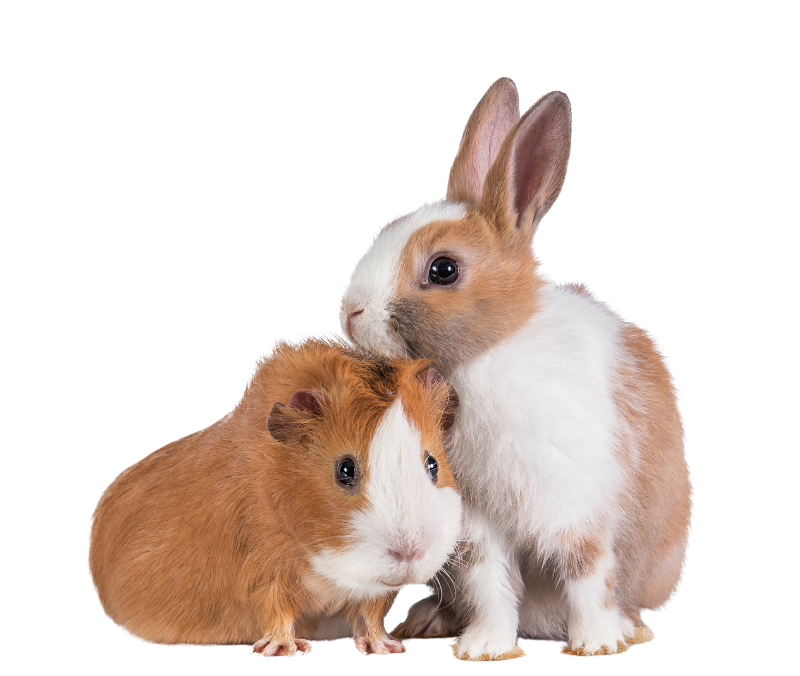 small animal adoption guinea pig rabbit