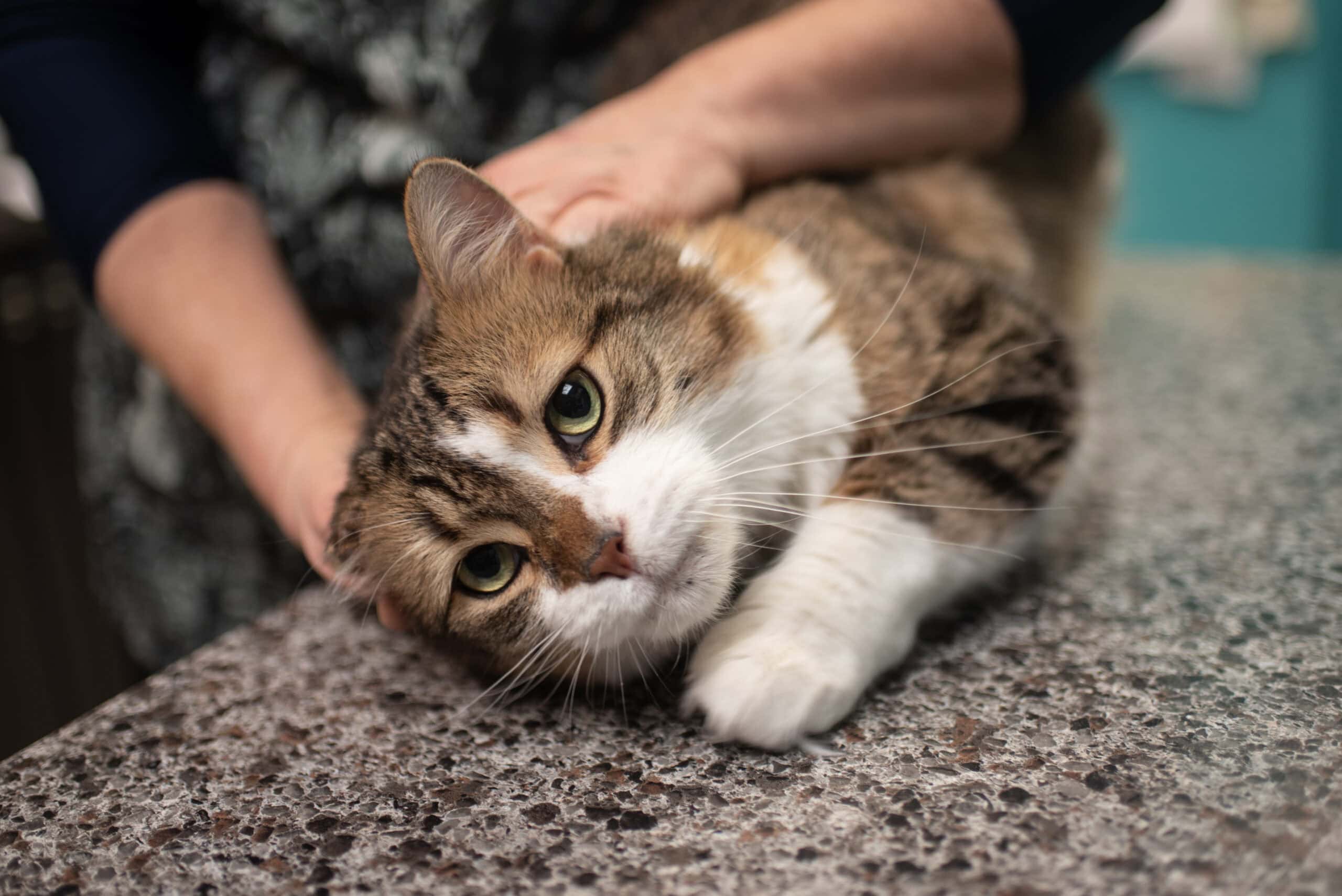 tabby white cat being petted on counter