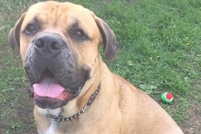 unnamed 10 - New Animal Welfare Legislation Passed by Government