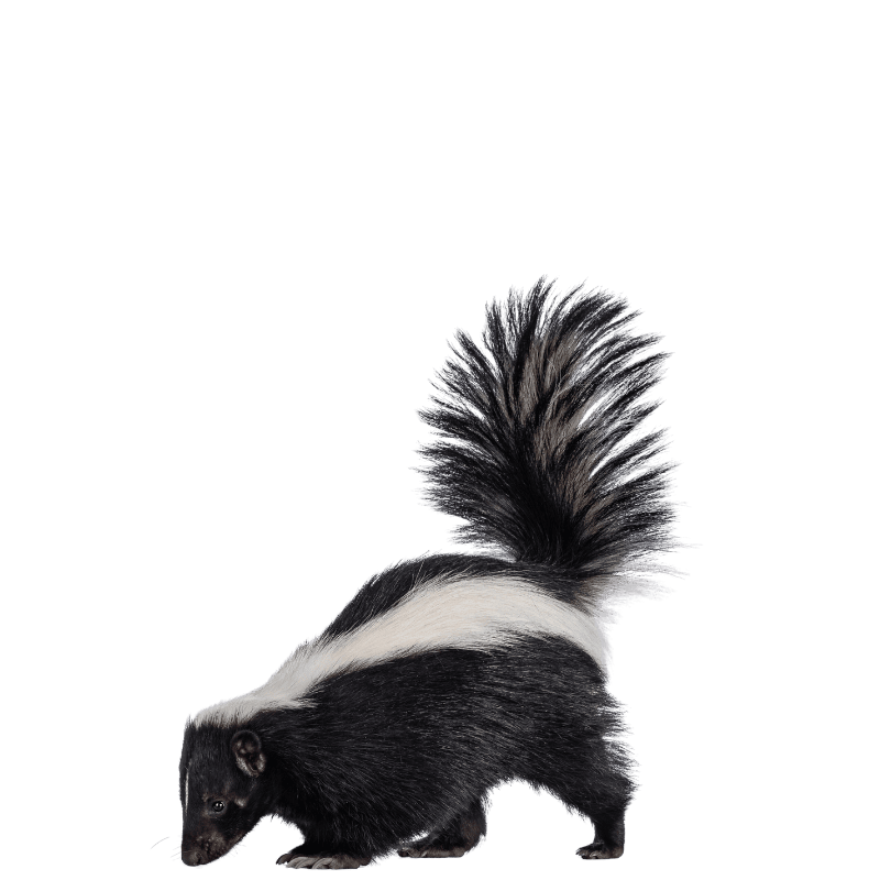 wildlife services striped skunk sighting