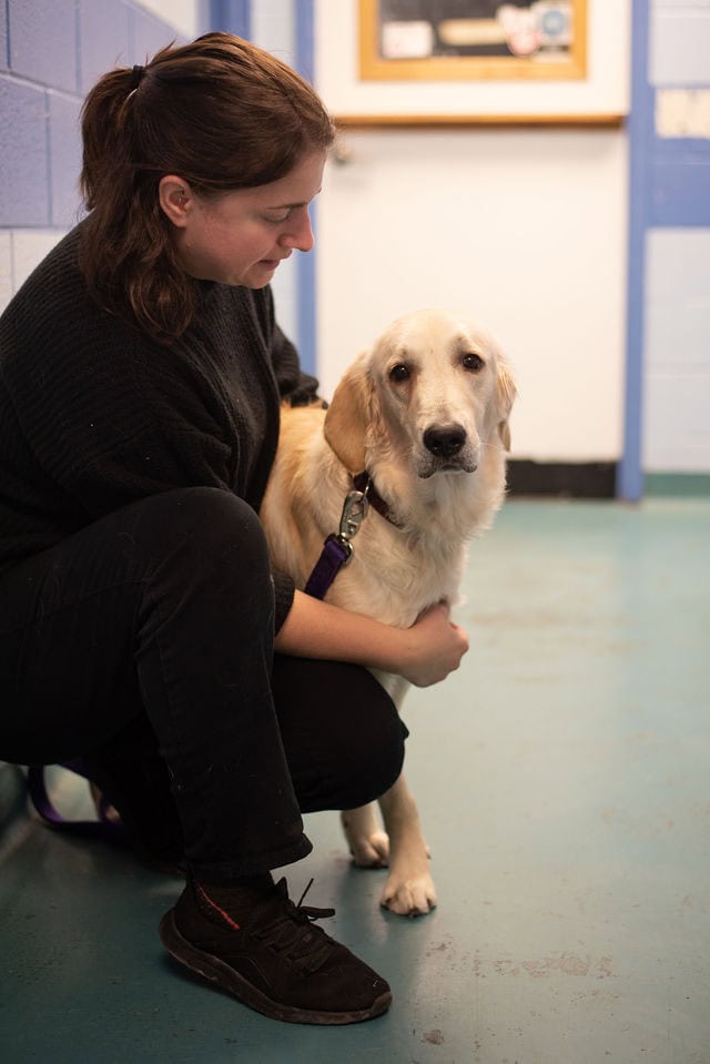 woman kneeling comforting golden retriever shelter